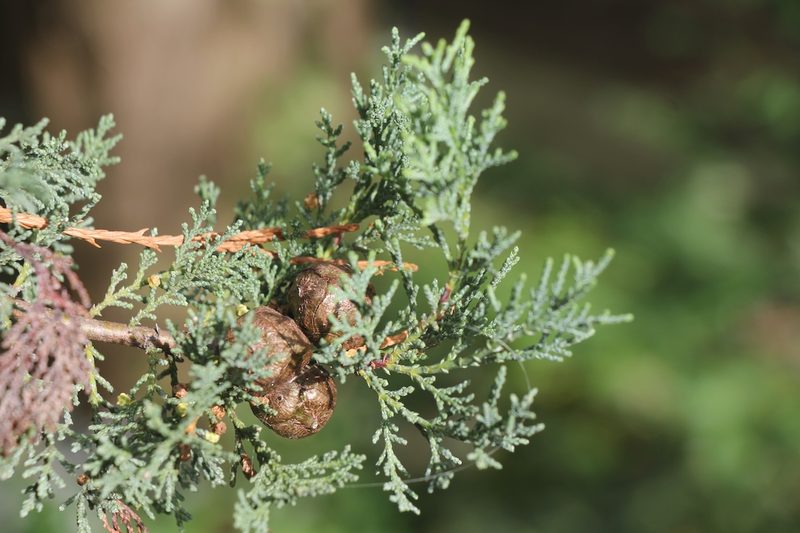 Zapfen im Botanischen Garten Basel