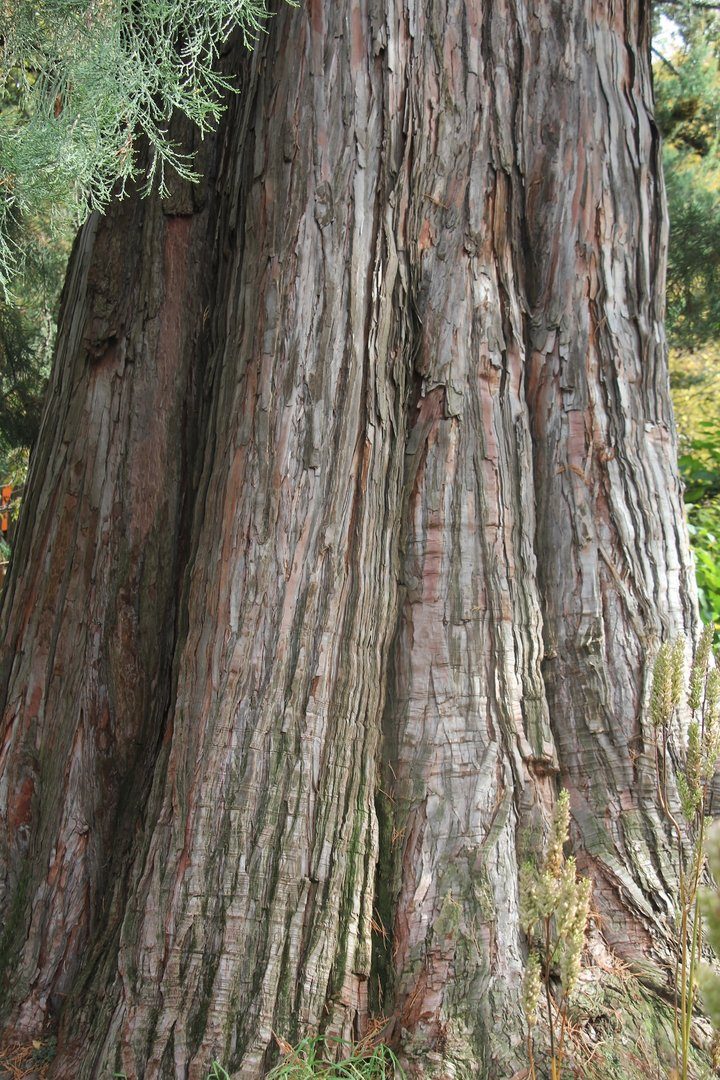 Zapfen im Botanischen Garten Basel