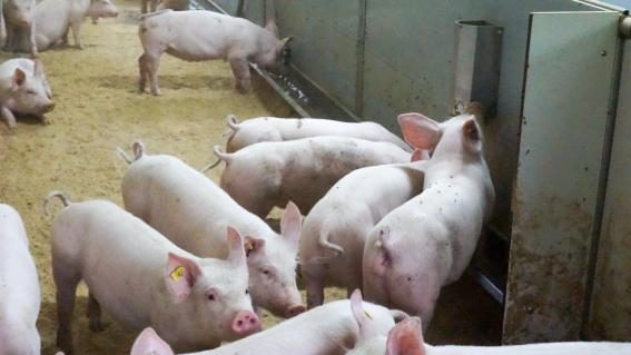Schweinemast und Tierwohl