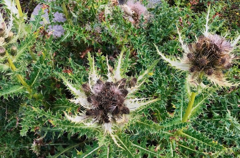 Kratzdistel