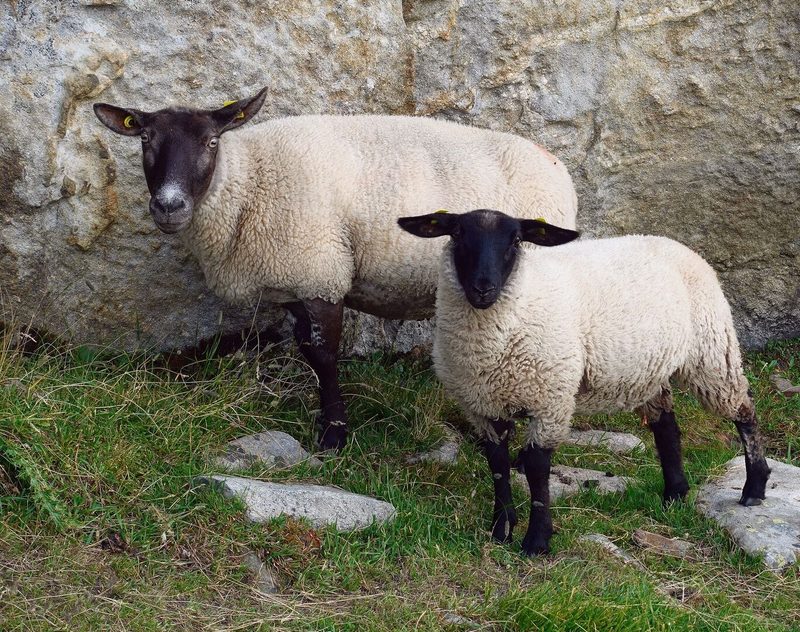 Suffolk