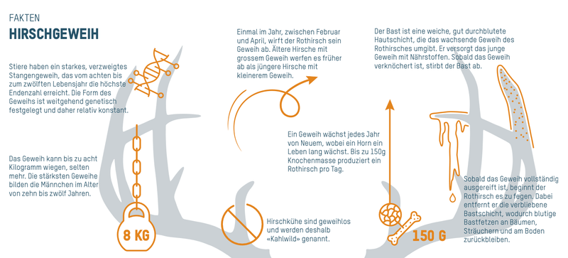 Der König des Waldes