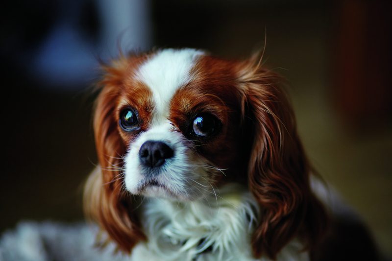 Die Rasse Cavalier King Charles Spaniel kämpft mit vielen gesundheitlichen Problemen.