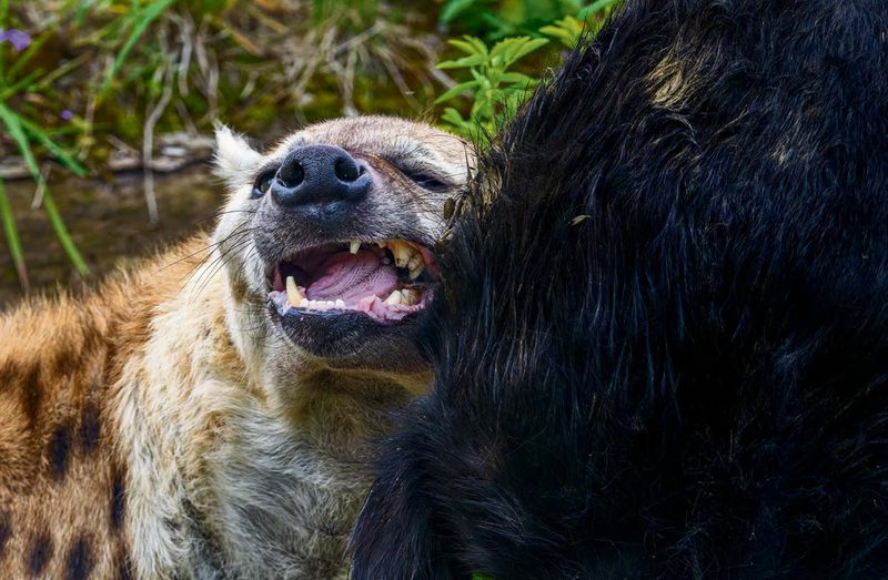 Zoos töten gesunde Tiere: Warum das auch in der Schweiz gängige Praxis ist
