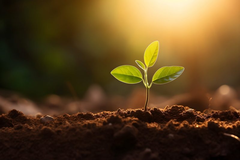 Gartenarbeit im Frühling: Diese Aufgaben sollten Sie jetzt erledigen
