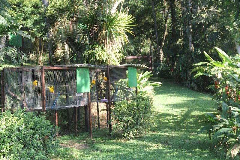 Goldsittich: leuchtendes Gelb im Regenwald