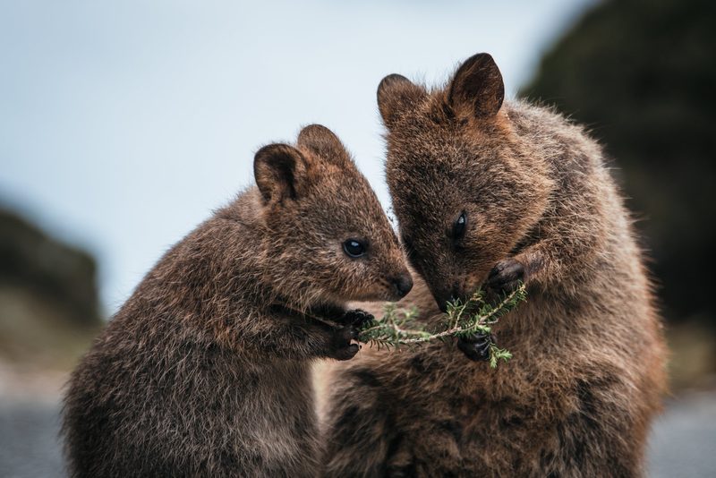 Quokkas, die internetberühmten Mini-Kängurus