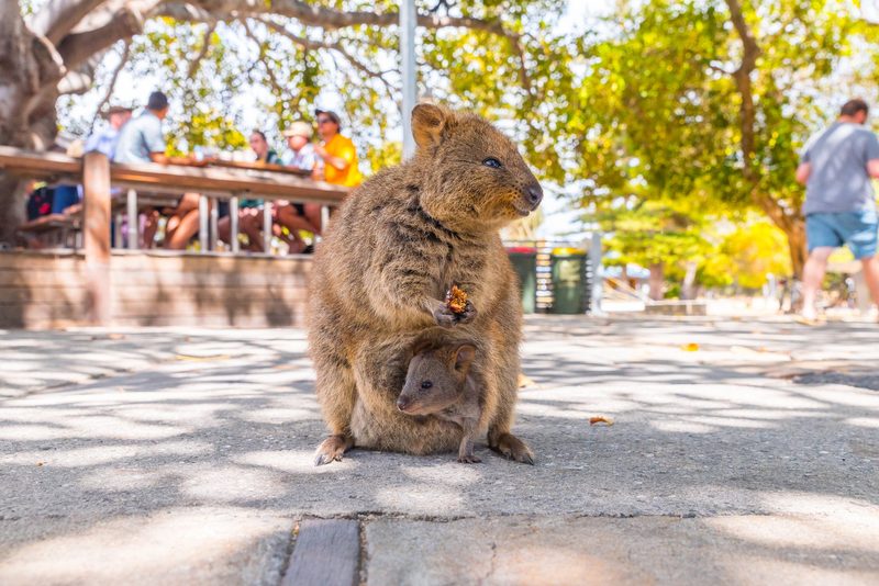 Quokkas, die internetberühmten Mini-Kängurus