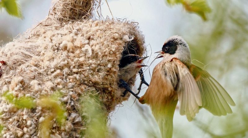Das kugelige Nest der Beutelmeise dient den Jungvögeln als Heim.