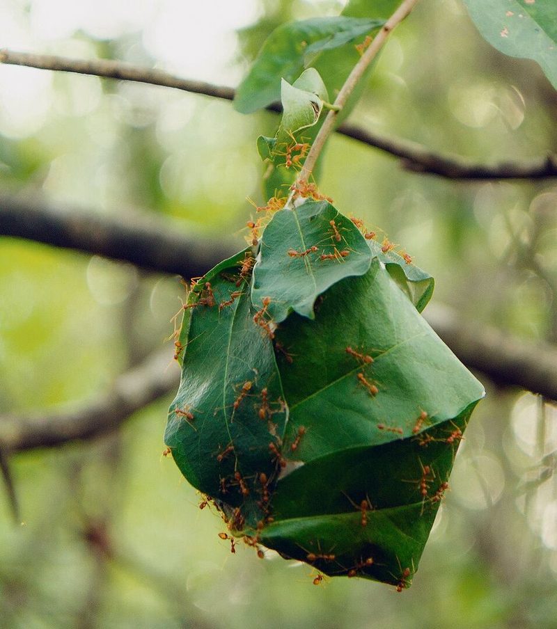 Nest der Weberameisen