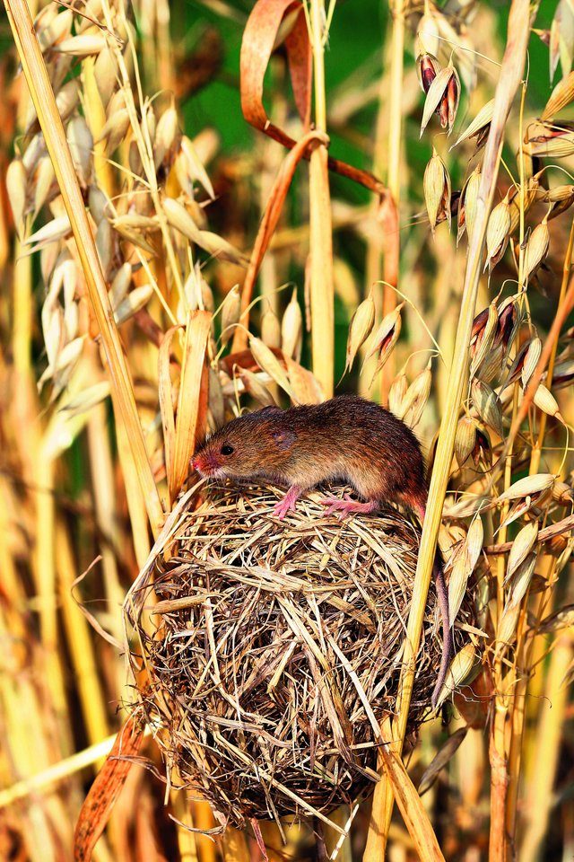 Zwergmaus