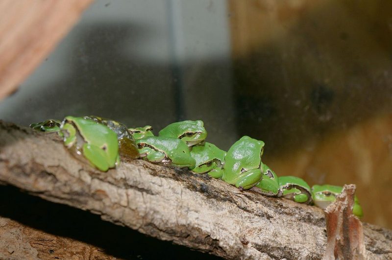 Eine Ansammlung von Laubfröschen im Terrarium des Natur- und Tierparks Goldau.