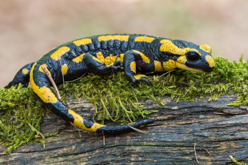 Der gefährliche Weg von Frosch und Molch