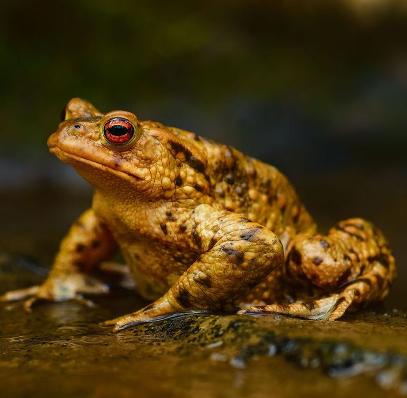 Dieses Erdkrötenmännchen wandert aus dem Wald zum Teich.