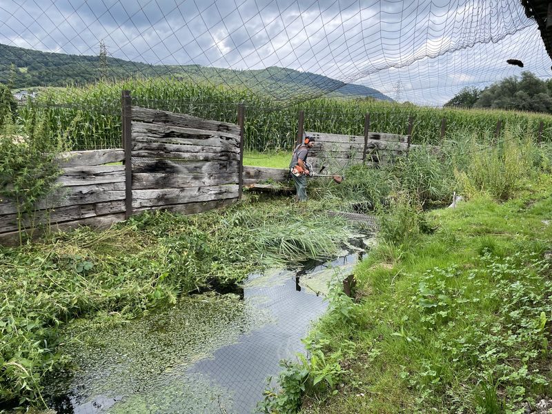 Bio-Fisch aus Aarau Rohr: Freud und Leid der naturnahen Fischzucht