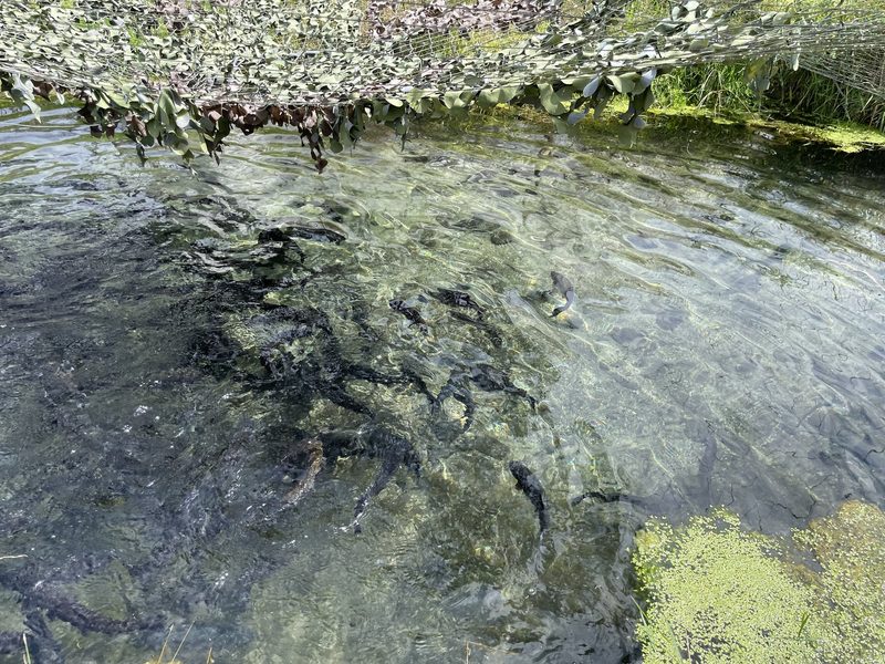 Bio-Fisch aus Aarau Rohr: Freud und Leid der naturnahen Fischzucht