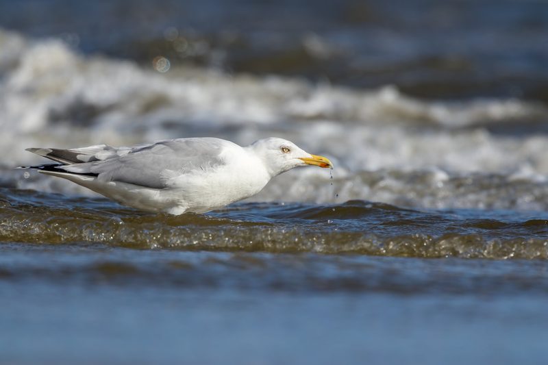 Warum der Mensch kein Salzwasser trinken kann