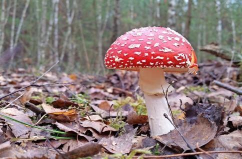 05-fliegenpilz.jpg