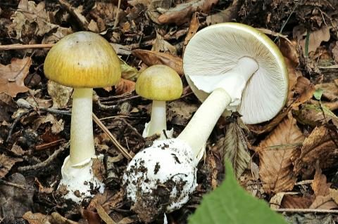 02-gruener-knollenblaetterpilz.jpg