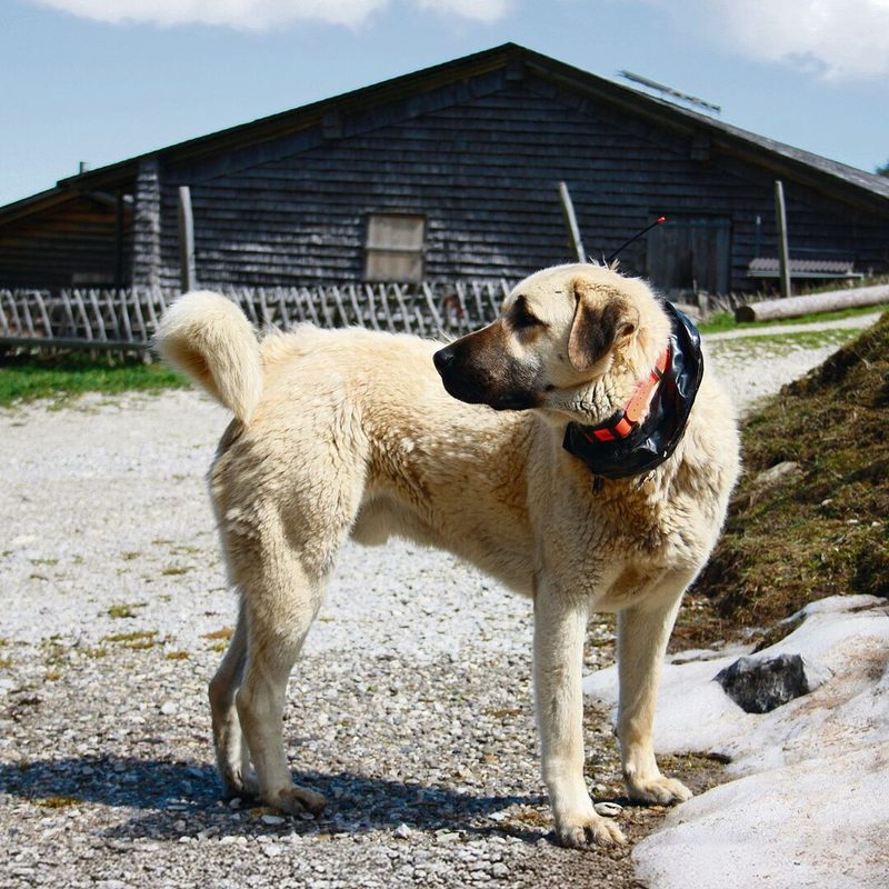 An der Prüfung sind alle Hunde besendert.