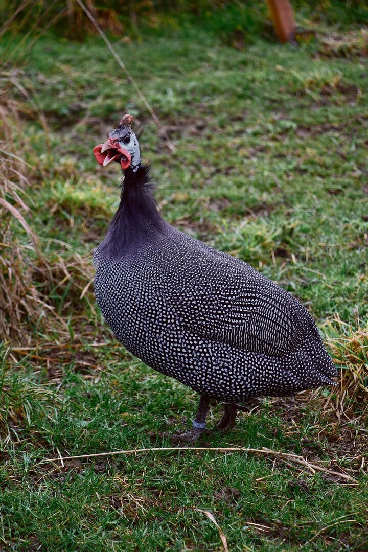 Perlhuhn