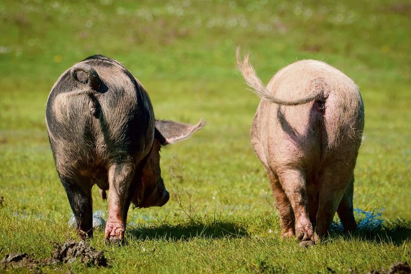 Mit ihrer Forschung möchte Sara Hintze auch aufzeigen wie ähnlich uns Schweine auf der Empfindungsebene sind.