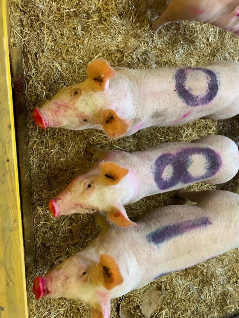 Forschung zu Langeweile bei Schweinen