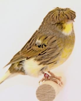 Kanarienvogel