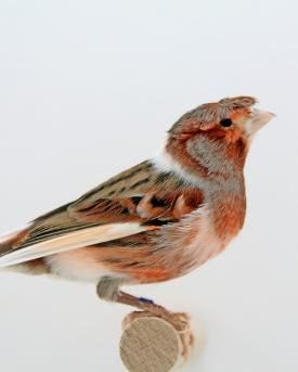Kanarienvogel