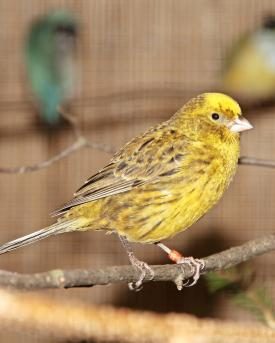 Kanarienvogel