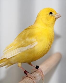 Kanarienvogel
