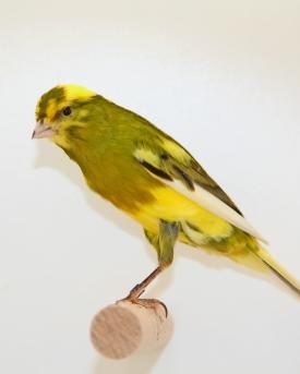 Kanarienvogel