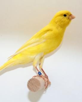Kanarienvogel