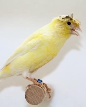 Kanarienvogel