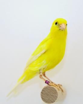 Kanarienvogel