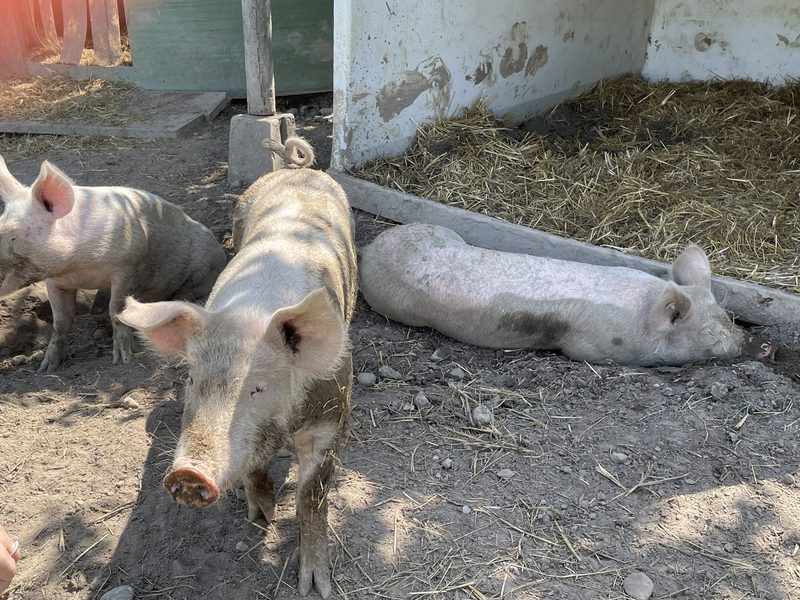 Ein Altersheim mit Charakter einer landwirtschaftlichen Grossfamilie