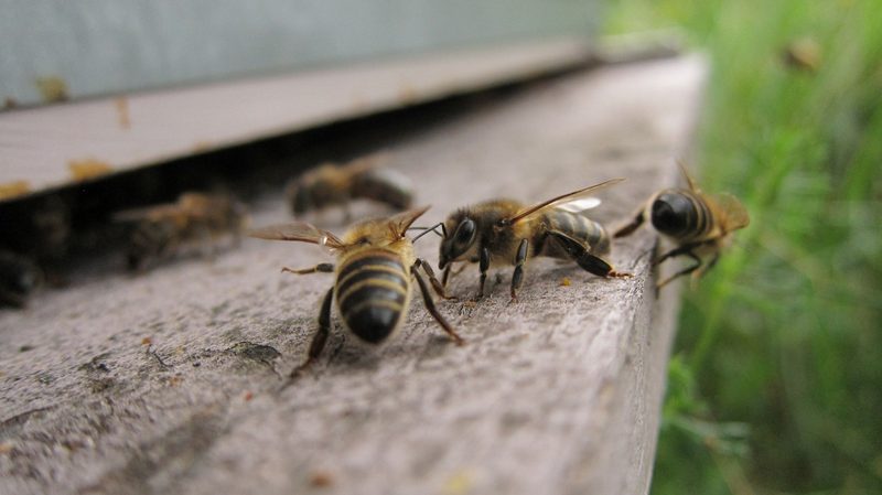 Je aggressiver, desto gesünder ist die Biene