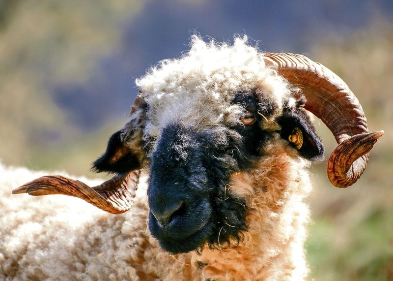 Die besonderen Schwarznasenschafe gehören zum Wallis, wie die hohen Berge.