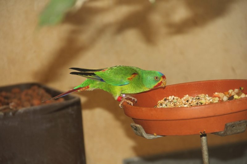 Schwalbensittich: der Zugvogel unter den Papageien