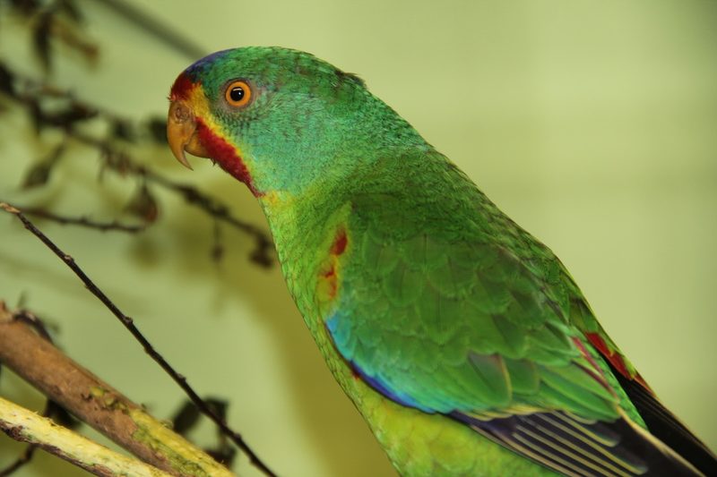 Schwalbensittich: der Zugvogel unter den Papageien