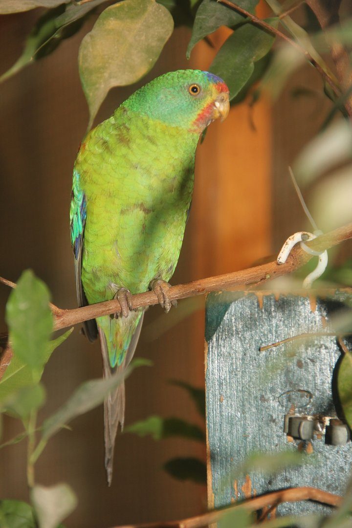 Schwalbensittich: der Zugvogel unter den Papageien