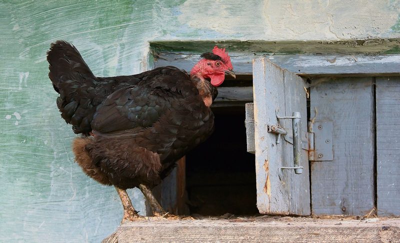 Auslauf auf grünem Gras ist für die Gesundheit von Hühnern sehr wichtig. Sie finden Sämereien und Insekten und erleben die Reize der Natur. In der Nacht gehören sie aber in einen sicheren Stall.