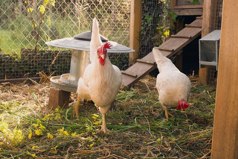 Eine gedeckte Voliere mit engmaschigem Gitter vor dem Stall erlaubt den Hühnern auch Freilauf während der Vogelgrippe.
