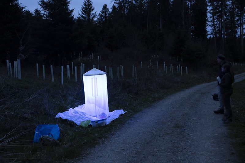 Nachtfalter - die unscheinbaren Schmetterlinge der Nacht