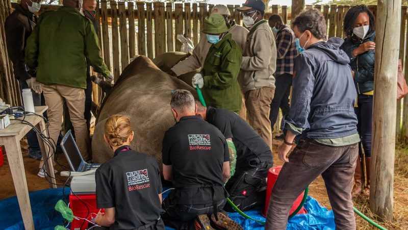 Eizellentnahme beim Nördlichen Breitmaulnashorn