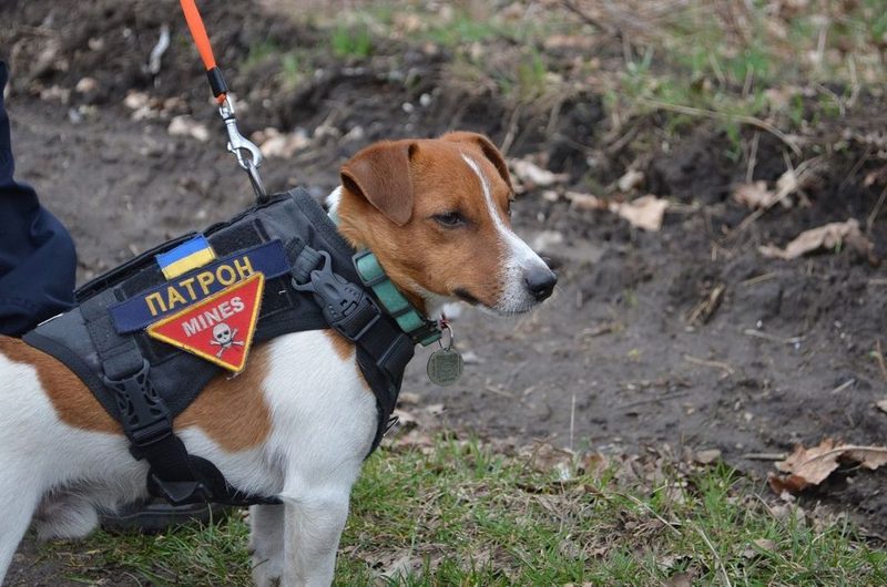 Patron, der Bombenhund in der Ukraine