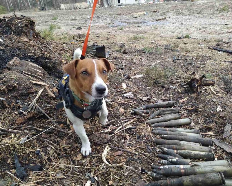 Patron, der Bombenhund in der Ukraine