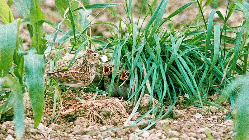 Feldlerche füttert Junge im Nest