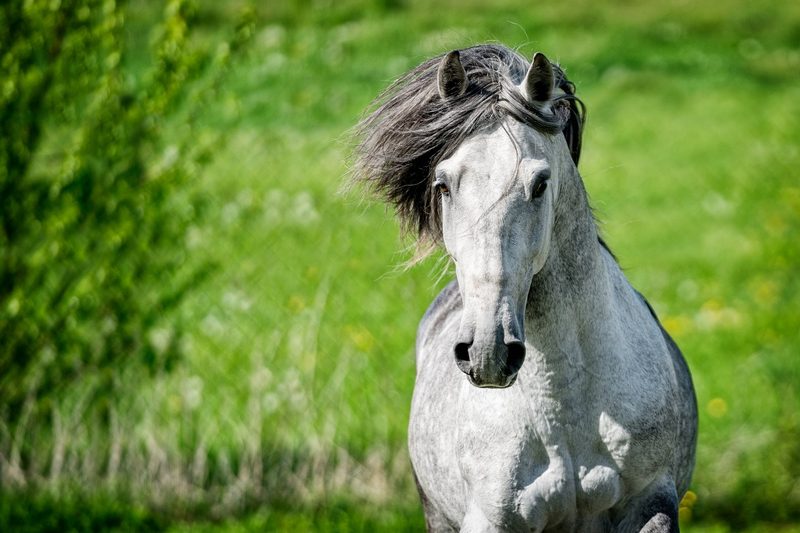 Lusitanos: Elegante Arbeitspferde aus Portugal