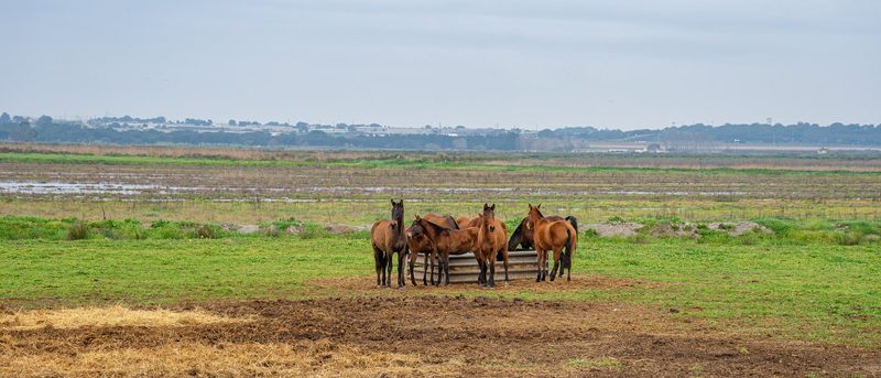 Lusitanos: Elegante Arbeitspferde aus Portugal